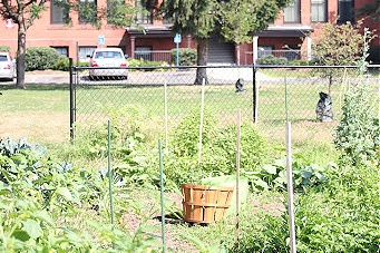 An urban farm with a basket for harvesting in the middle