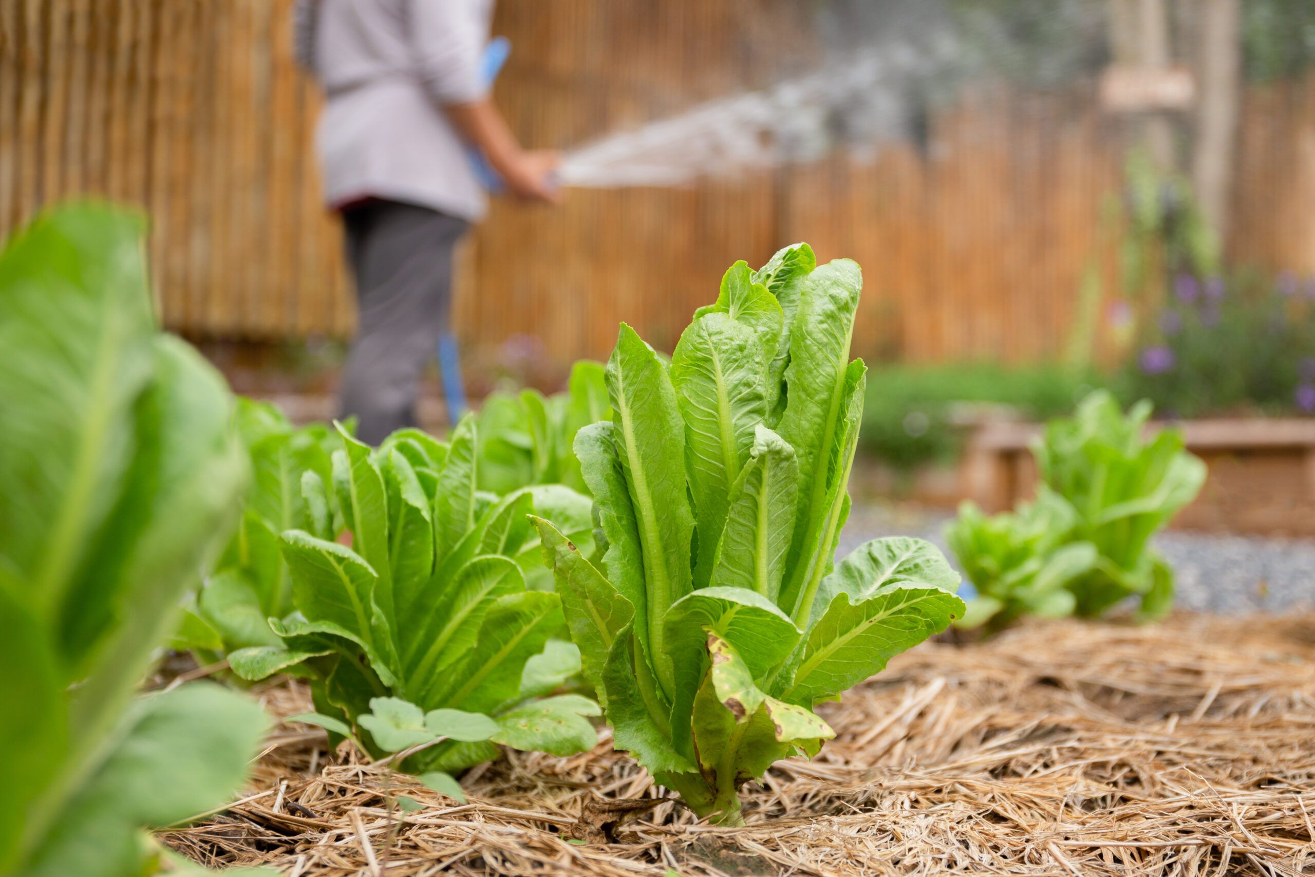Ground view of a garden bed growing lettuce mulched with straw. A person spraying a hose in the background.