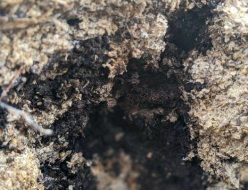 Can Mushroom Production Help Your Soil and Vegetable Production?