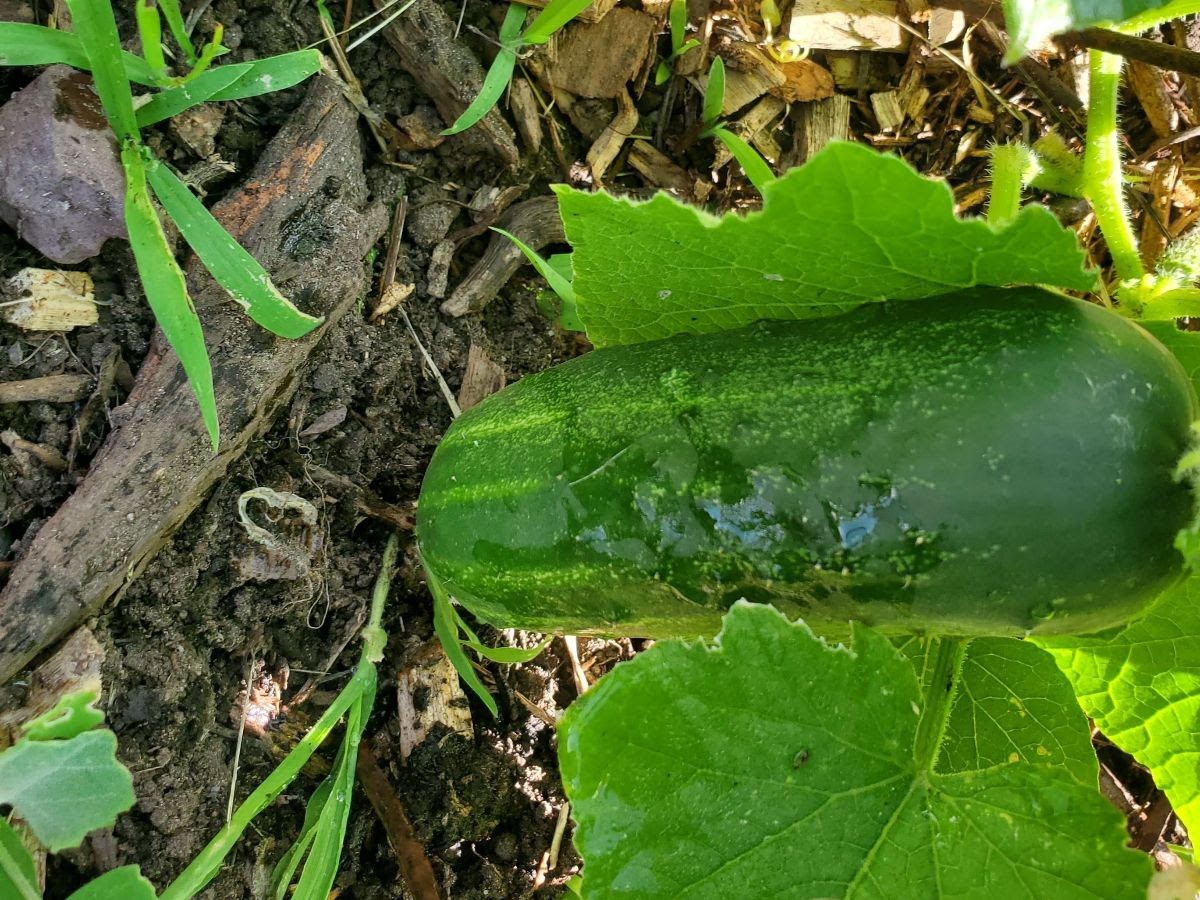Cucumber Food Access
