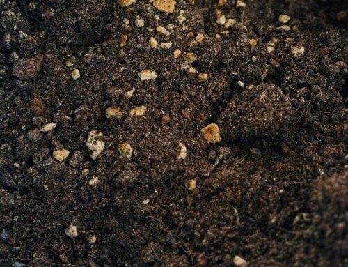 Worms at Work: Your Guide to Indoor Composting 🪱
