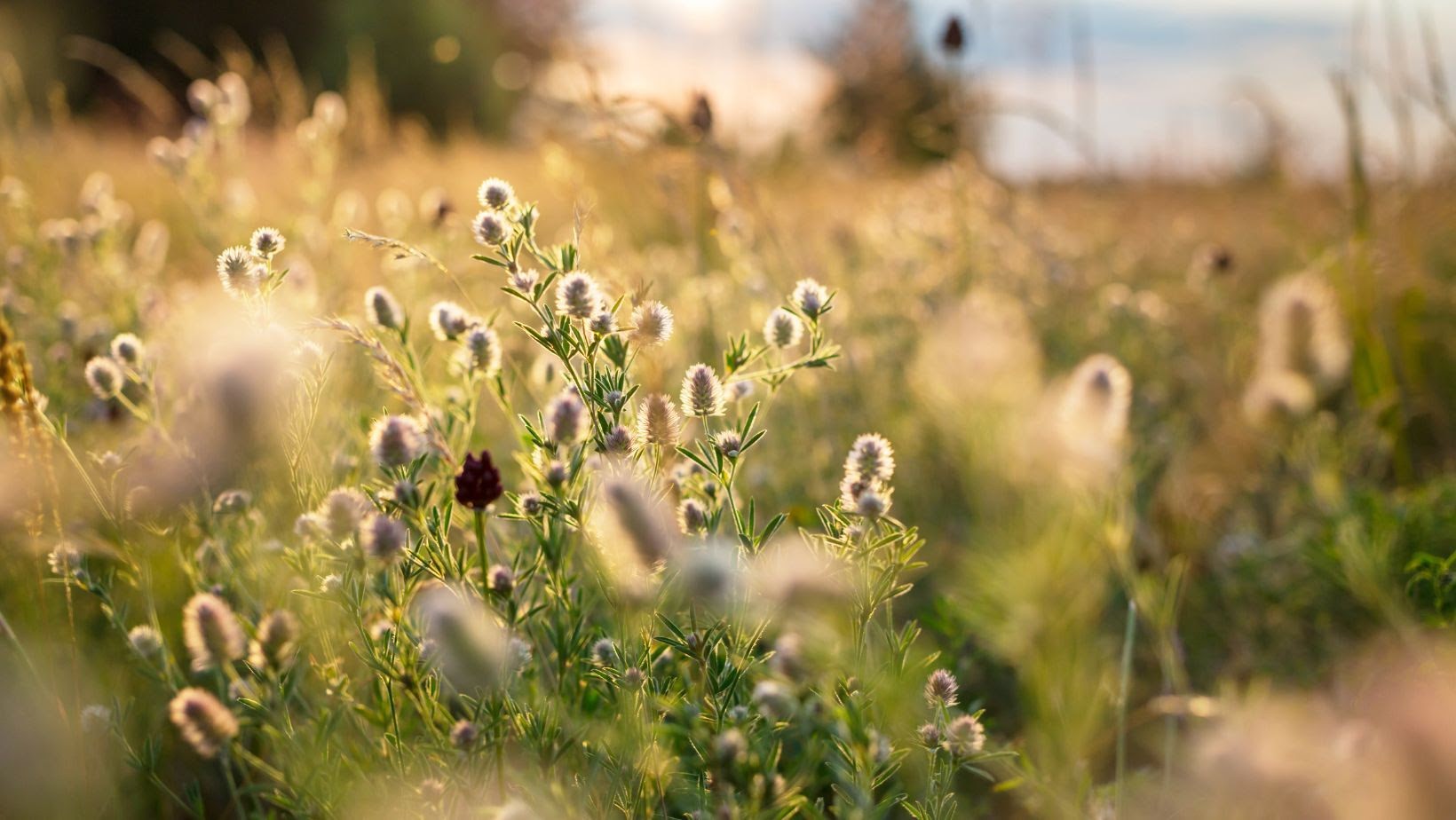 Meadow