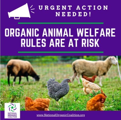 Image of farm animals with caption : Urgent Action Needed! Organic Animal Welfare Rules are at Risk