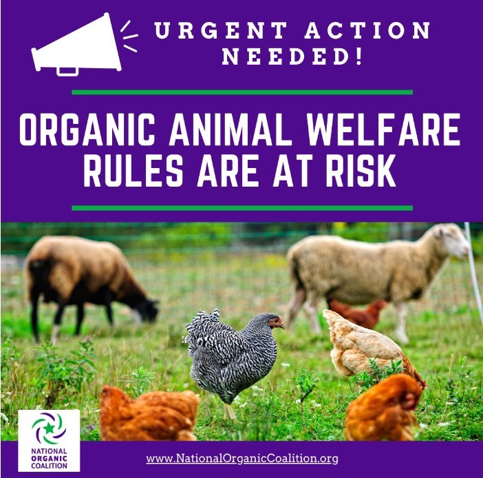 Action Alert OG Animal Welfare Image of farm animals with caption : Urgent Action Needed! Organic Animal Welfare Rules are at Risk