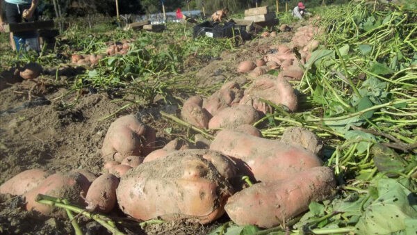 Large sweet potatoes being harvested