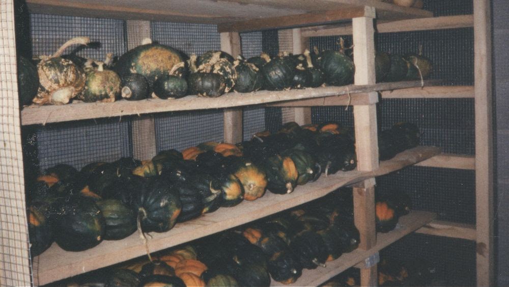 Winter Squash Storage, Twin Oaks Community Winter squash in dry storage