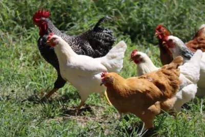 A group of chickens meander through green grass