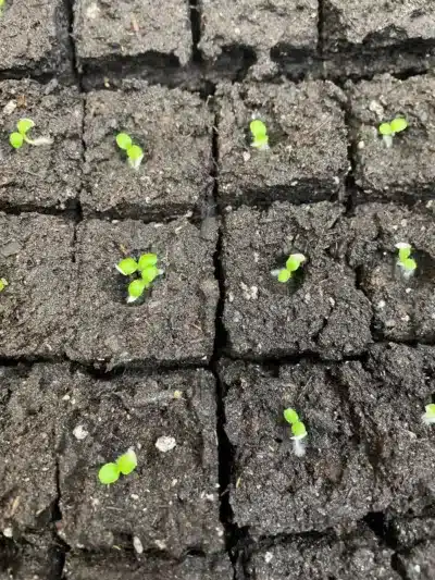 Lettuce seedlings in 1 1/2" soil blocks