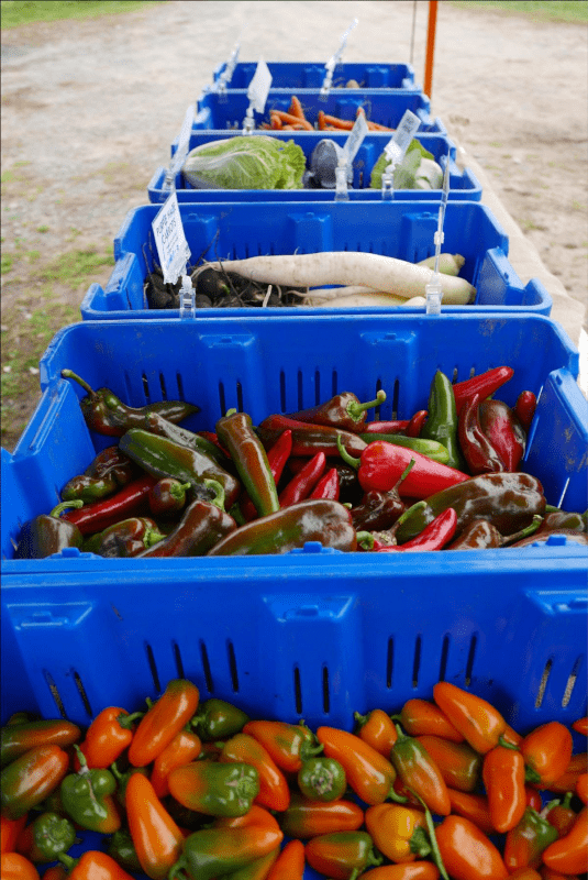 Blue baskets with a variety of peppers in them
