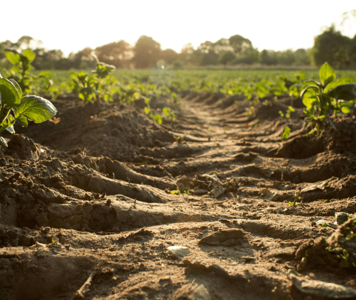 Soil on Farm