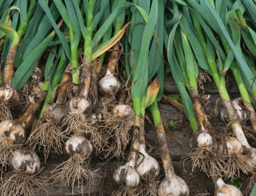 Tips from 10 Years of Garlic Research