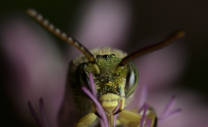 Close up shot of a bee drinking nectar