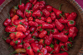 Red Peppers