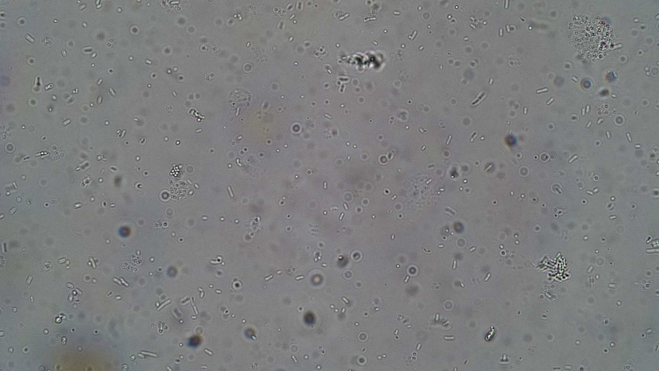 Finished JMS under a microscope 2