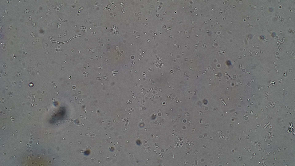 Finished JMS under a microscope 1
