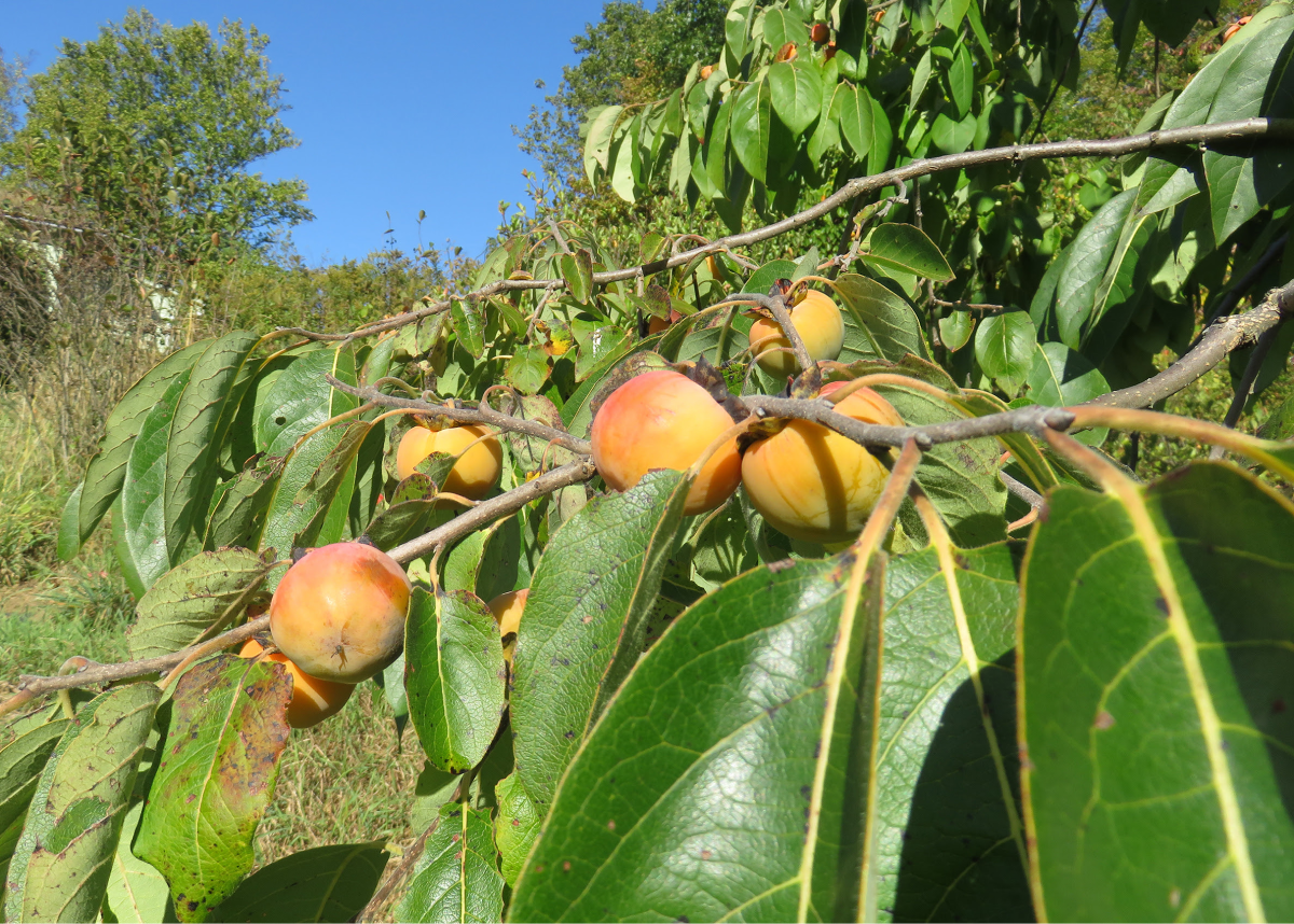 Big River Chestnuts Photo American Persimmon in the woodland edge of an RDG's client’s food forest.