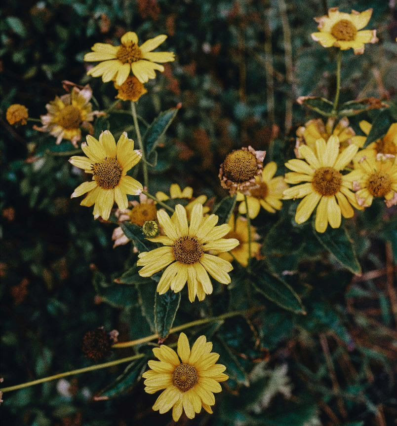 Arnica Plant – Sadettin Dogan (Pexels)